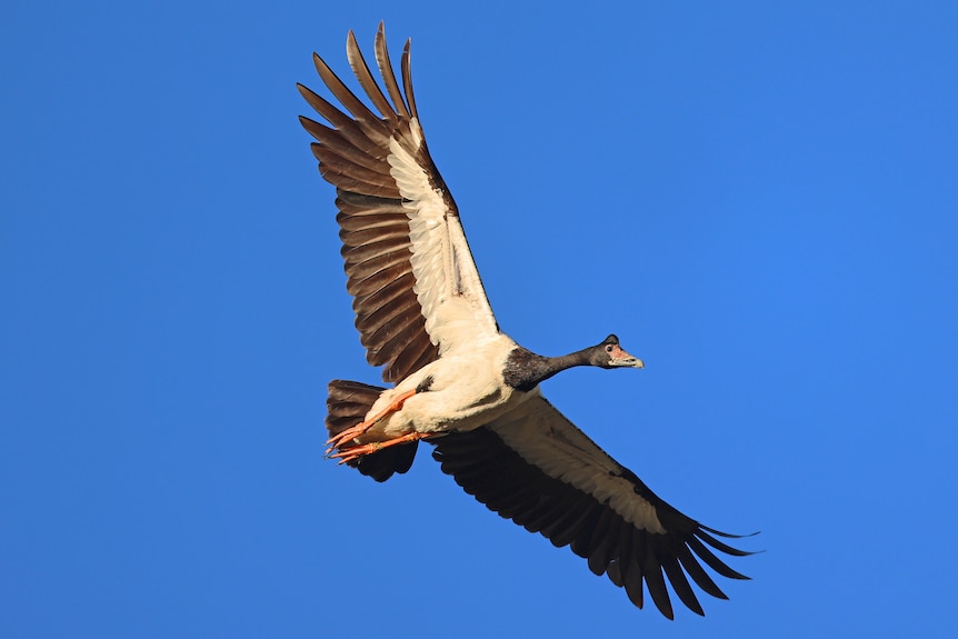Photo of a goose in flight.