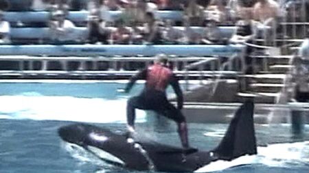 The Sea World trainer was midway through a performance when the killer whale turned on him.
