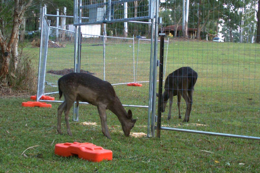 Two deer eating around the entrance of a fenced area