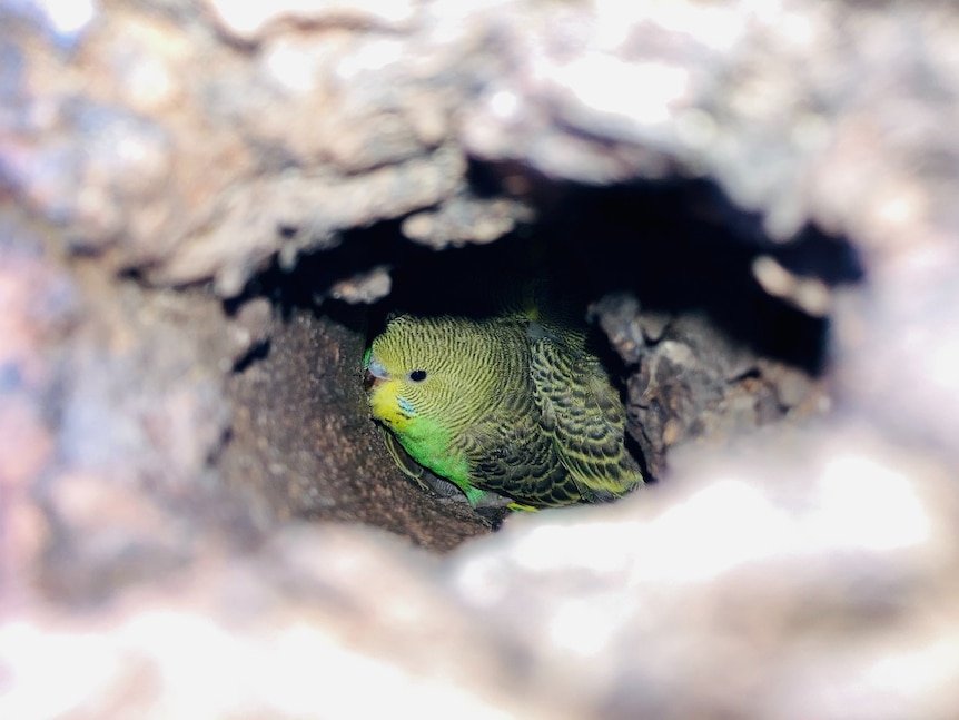 A budgerigar nesting in a tree 