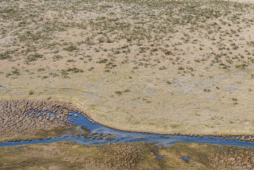 An aerial shot of a river with open plain behind and horses in the distance.