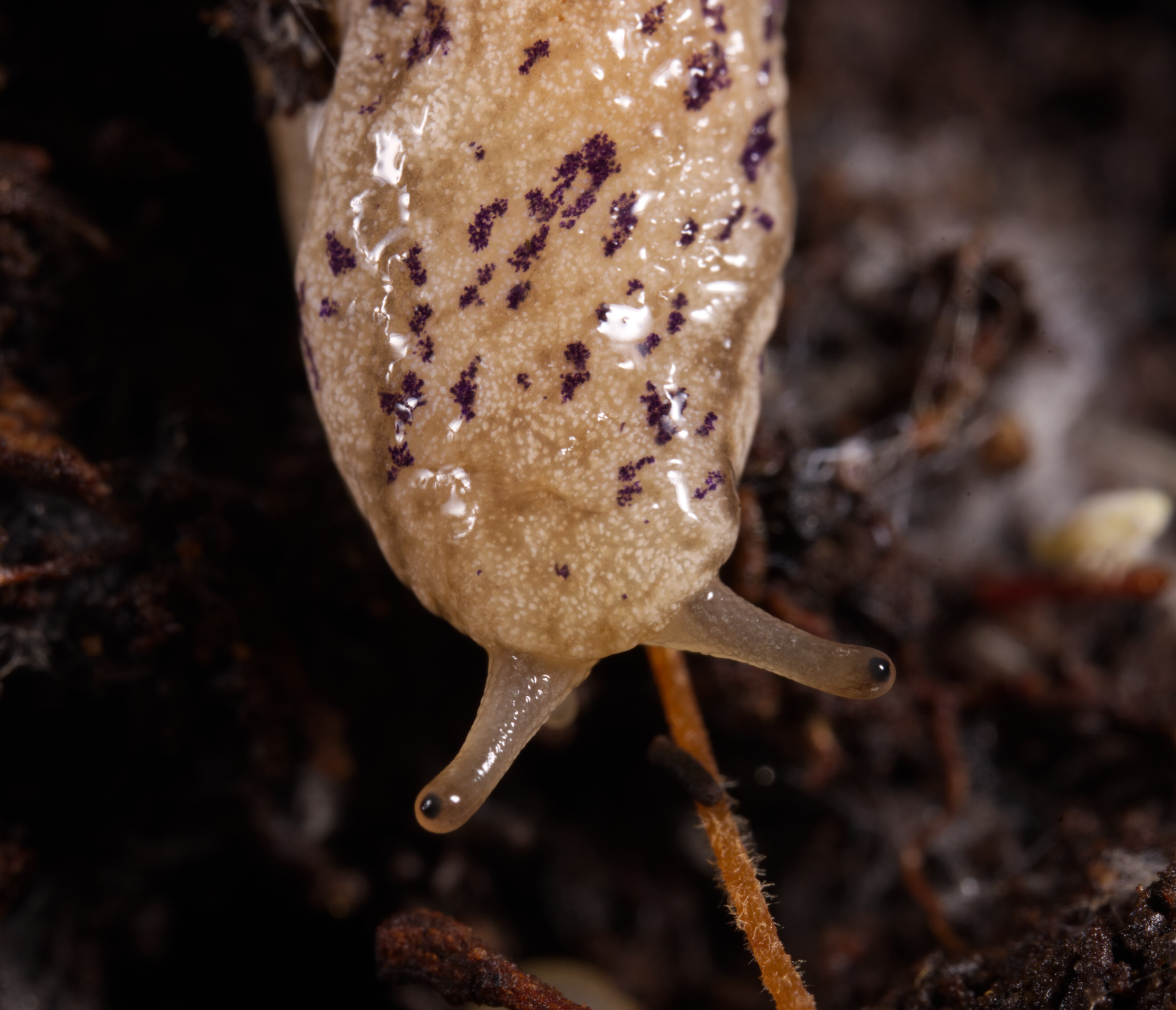A macro image of the head of what appears to be a tan-coloured slug or snail with dark brown blotches