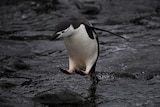 A penguin jumps into the water