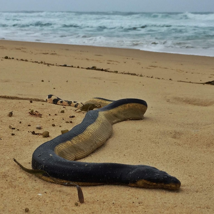 Yellow-bellied sea snake on Congo beach, NSW.