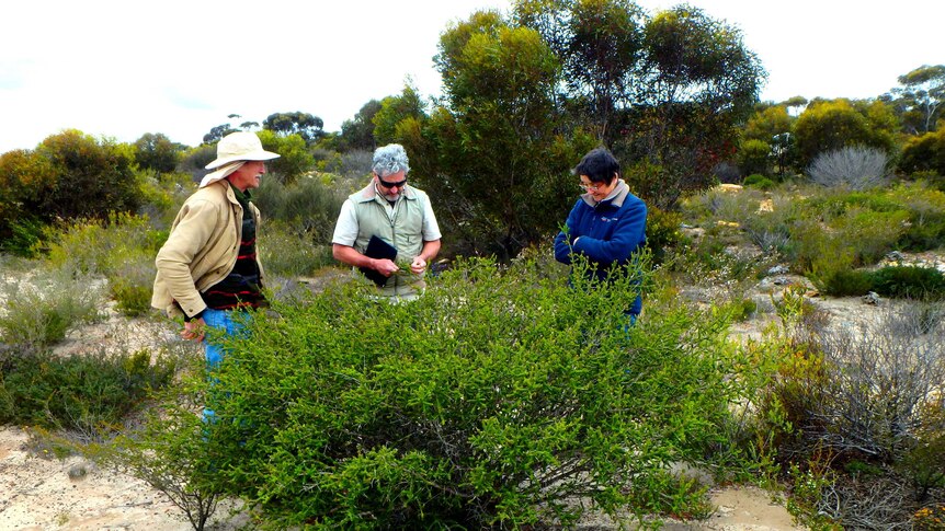 Three people examine the rare Kunzea newbeyi flowering plant growing in bushland.