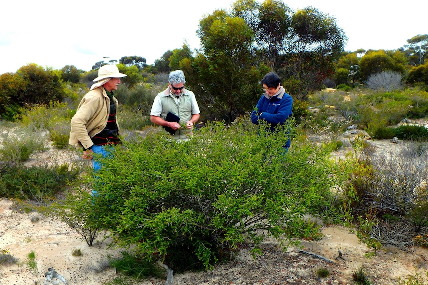 Three people examine the rare Kunzea newbeyi flowering plant growing in bushland.