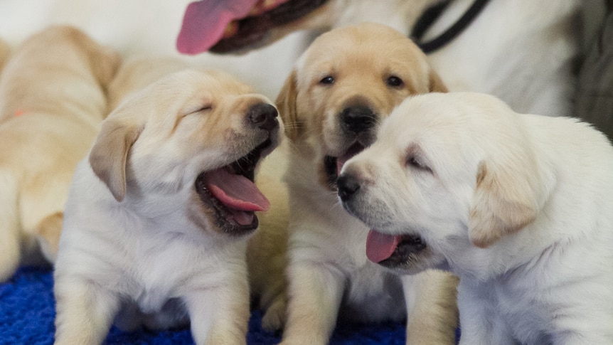 The new recruits for Guide Dogs Queensland will begin their training journey soon in Brisbane.