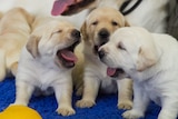 The new recruits for Guide Dogs Queensland will begin their training journey soon in Brisbane.