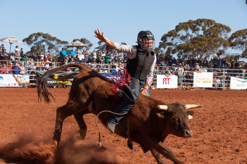 A young girl riding a steer at a rodeo.