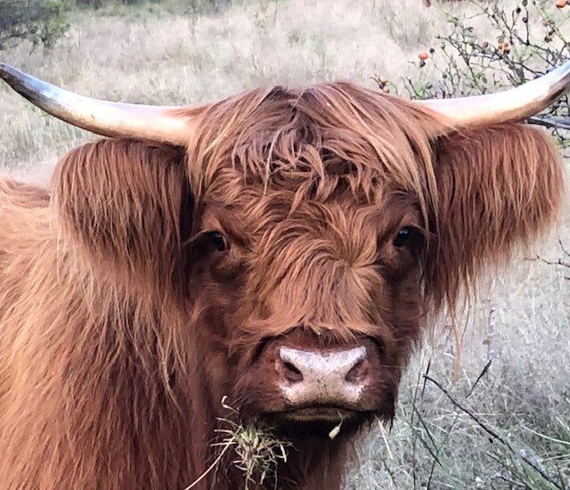 A hairy brown miniature highland cow with horns.