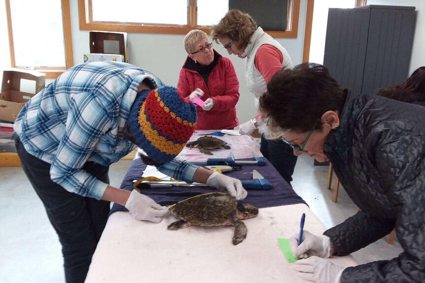 Four volunteers measure and record details of two turtles sitting on towels on a long table.