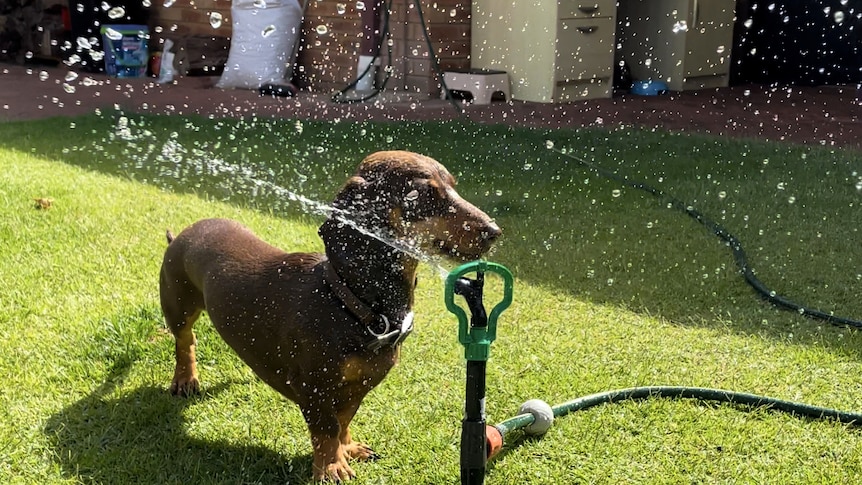 A small brown dog stands in front of a sprinkler spraying water
