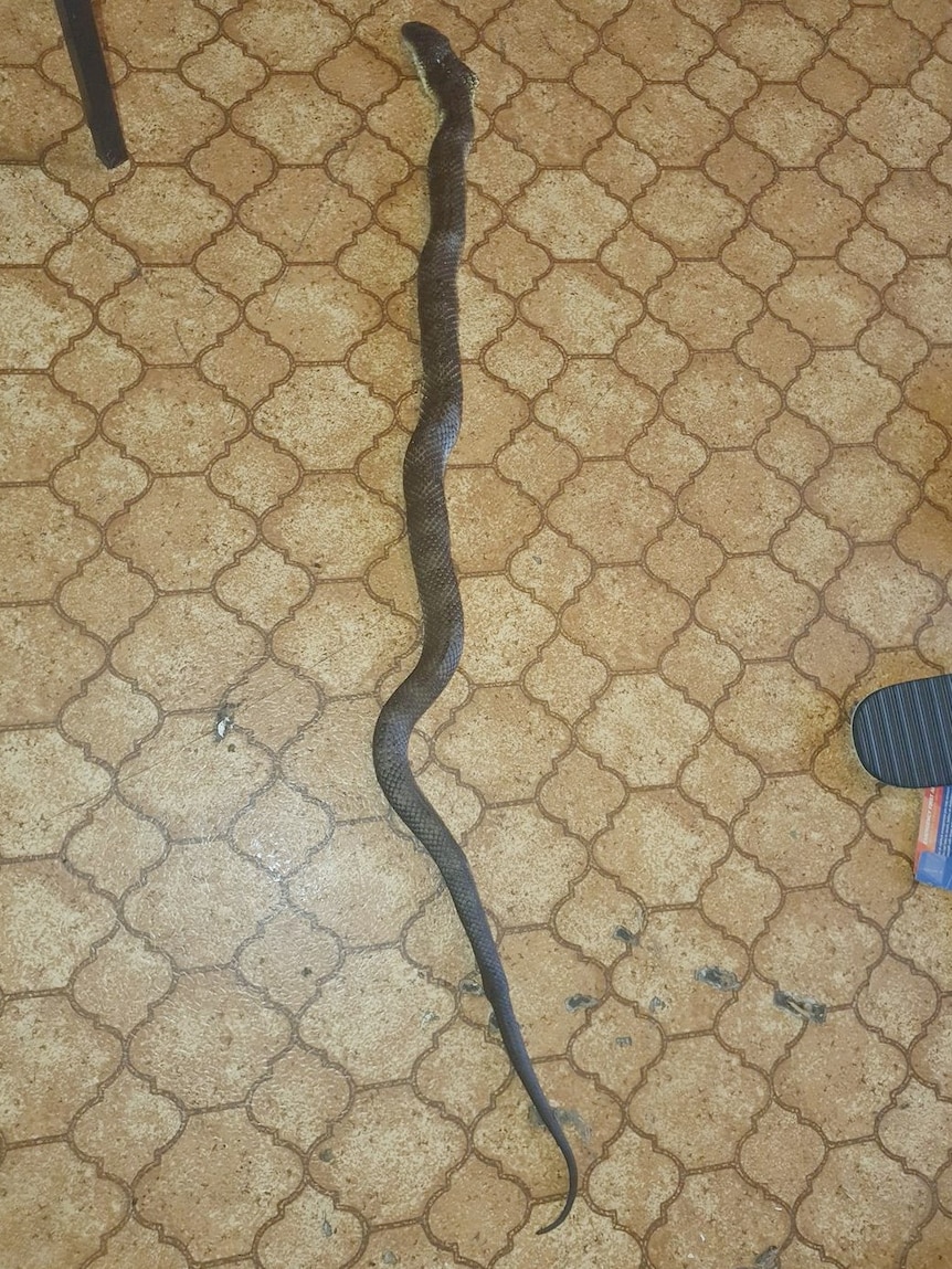 Snake in house