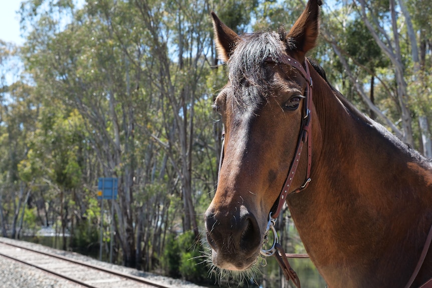 A horse looks at the camera with a railway track behind it with water encroaching.