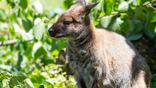 Red-necked wallabies have been present in Britain for more than a century.
