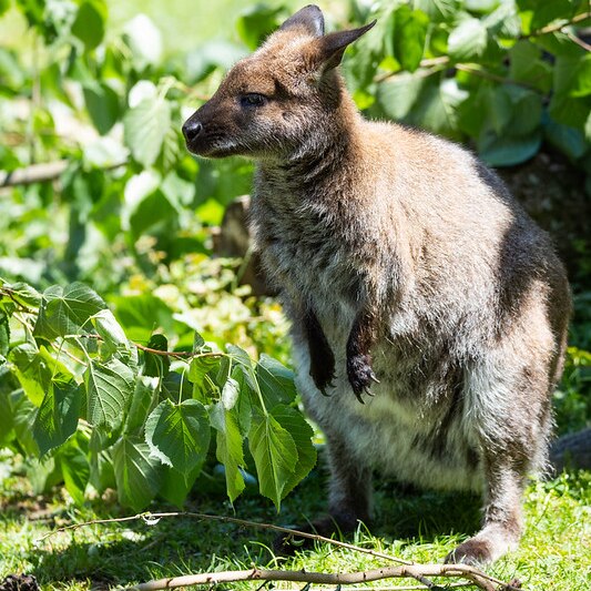 Red-necked wallabies have been present in Britain for more than a century.