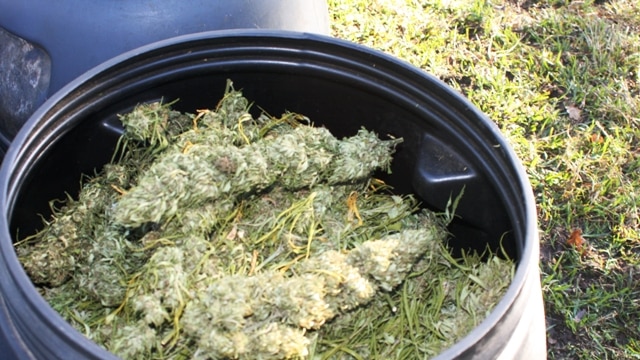 cannabis crop.JPG