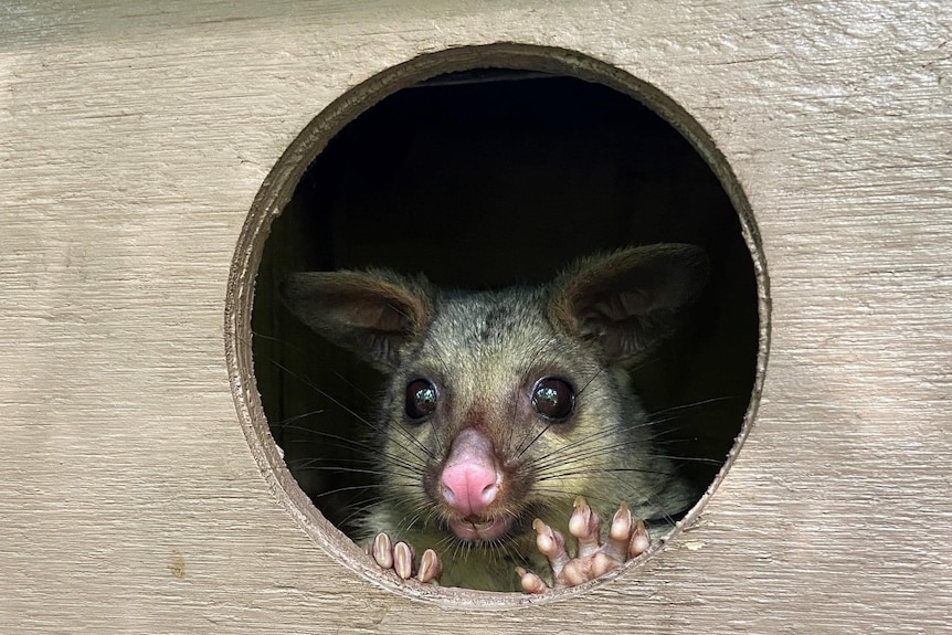 Brush tail possum peers out of nesting box