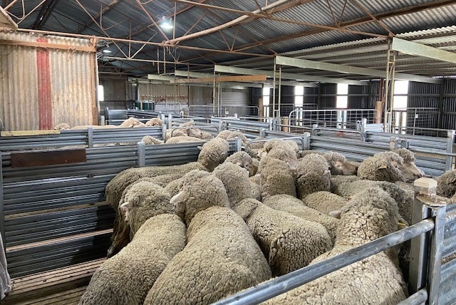 Woolly sheep in pens inside a shearing shed.
