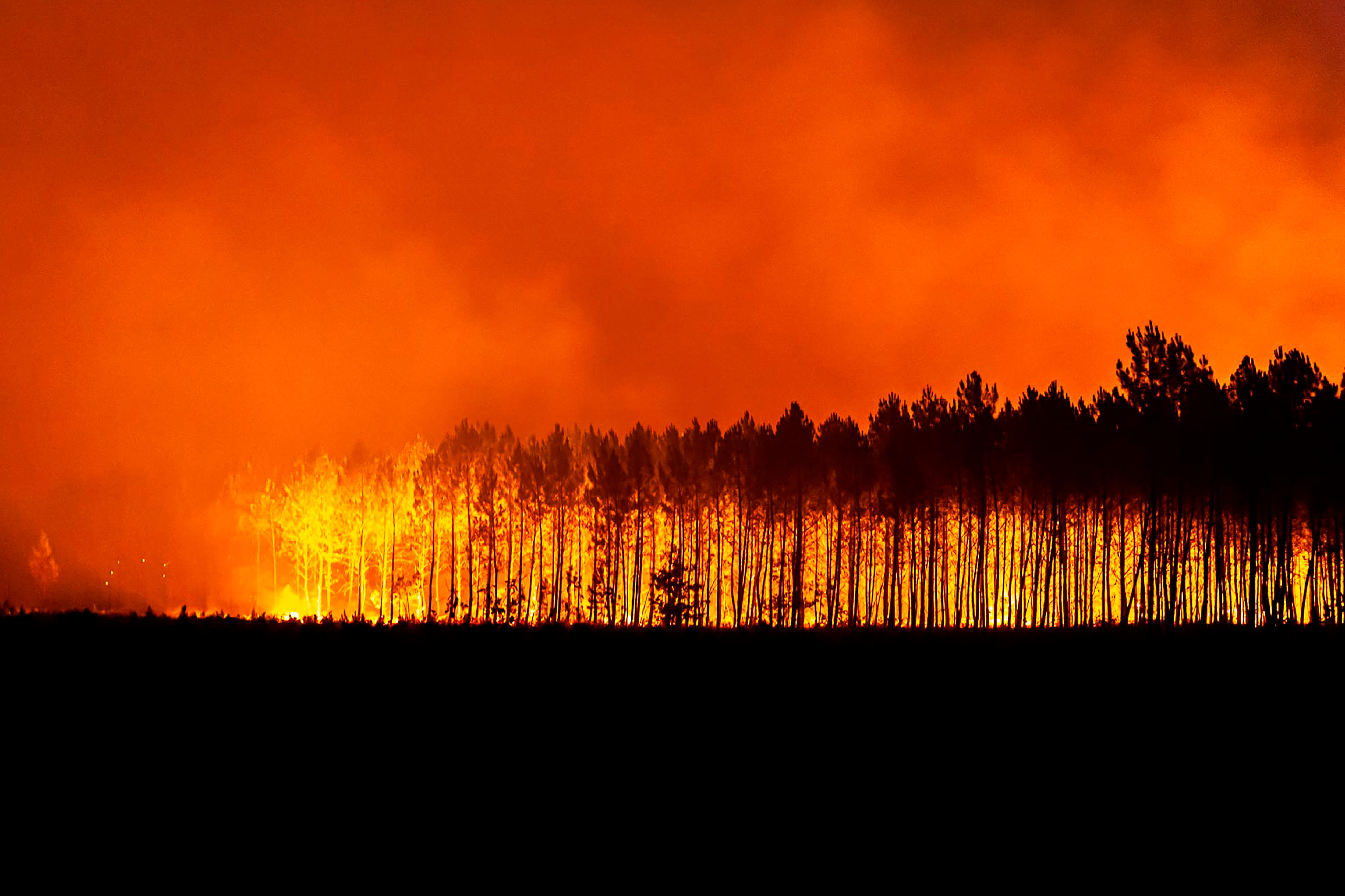 Fire and smoke fills the night sky as a wildfire burns through a stand of trees