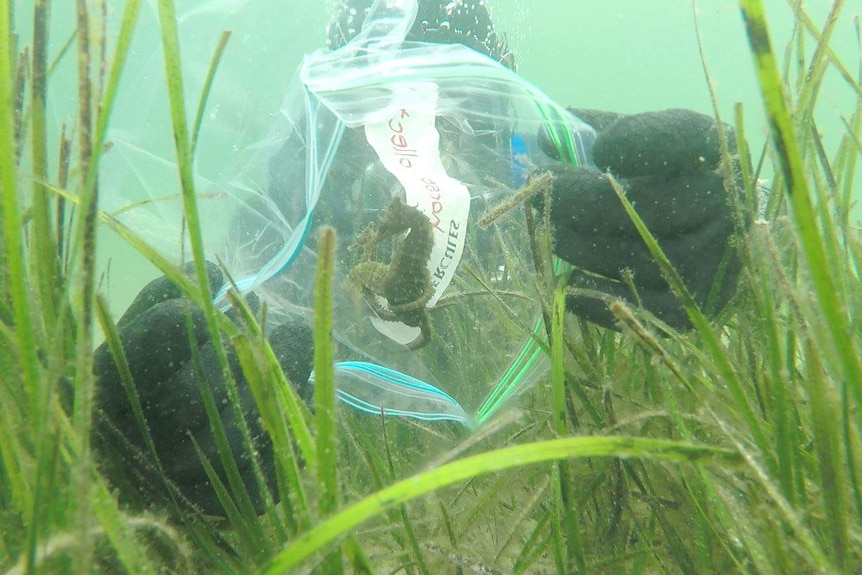 The seahorses are being moved to nearby seagrass beds.