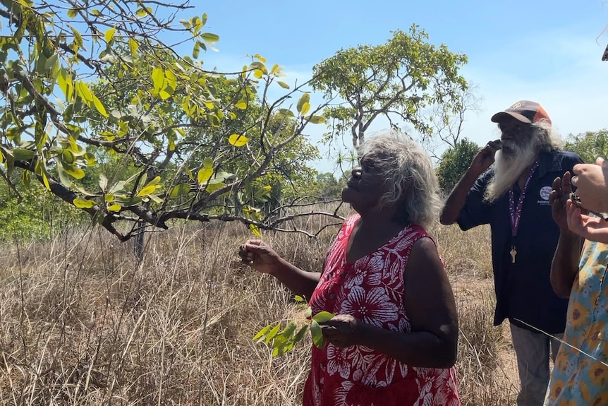 Indigenous men and women in a brown field look at a tree with leaves.