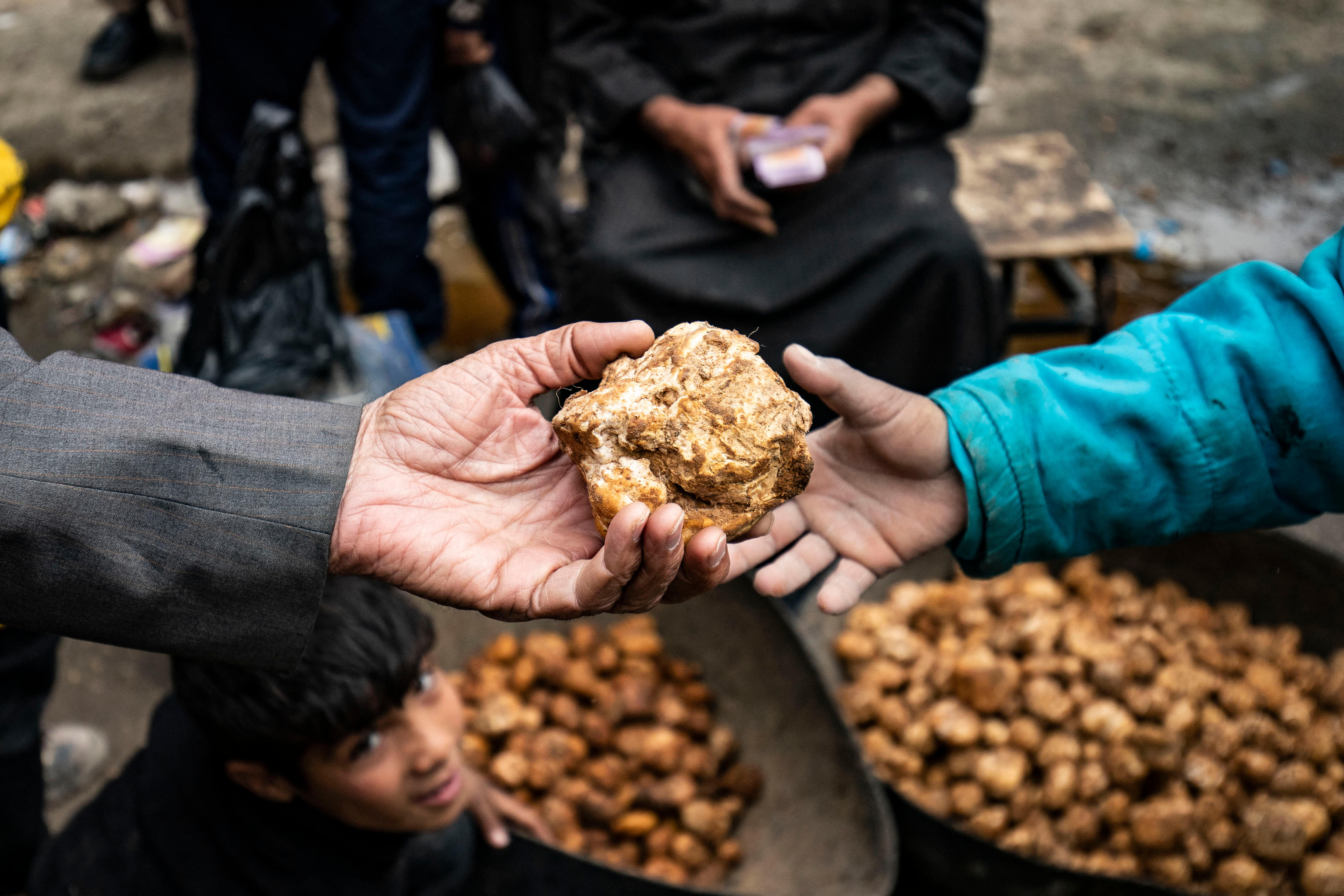 Islamic State attack on Syrian truffle hunters kills at least 26 ABC News