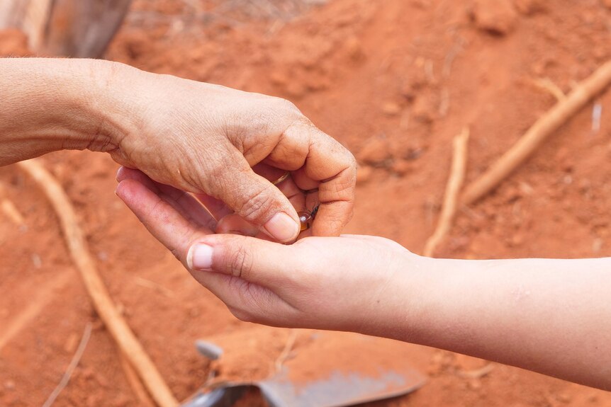 A hand passes a honeypot ant to another hand.