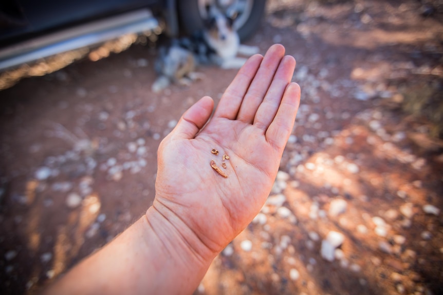 Tiny pieces of gold in someone's hand.