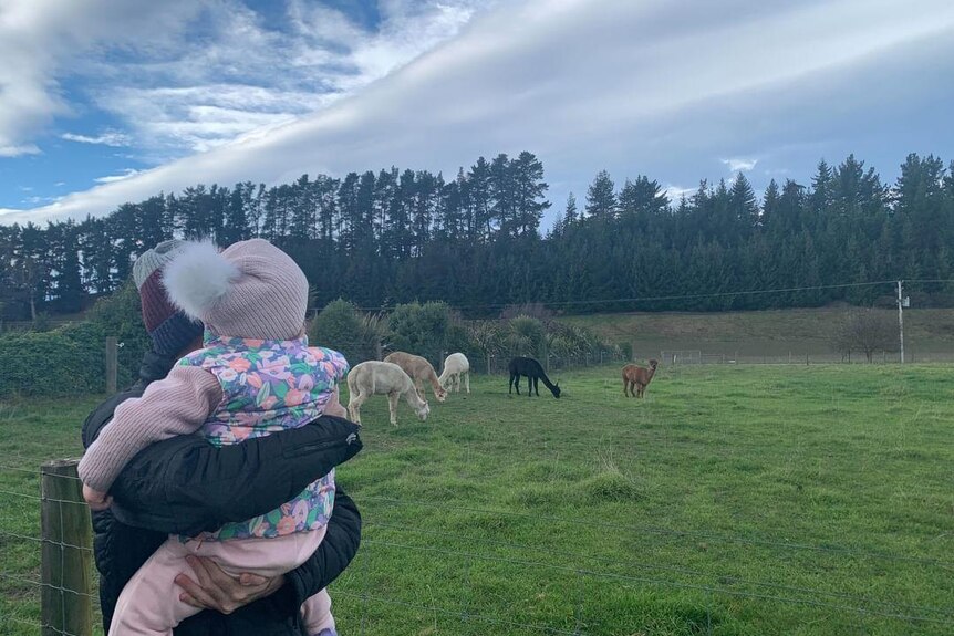 A father holds his daughter in a paddock, with alpacas in the background.