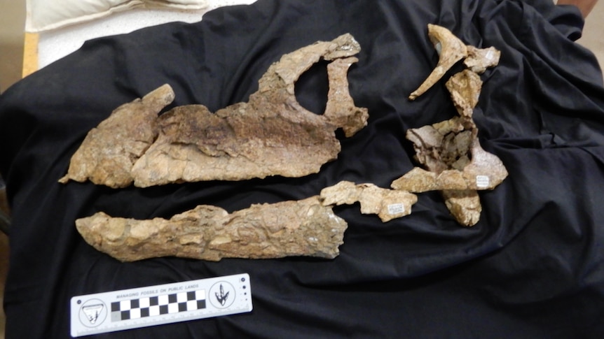 The skull bones of the sauropod.