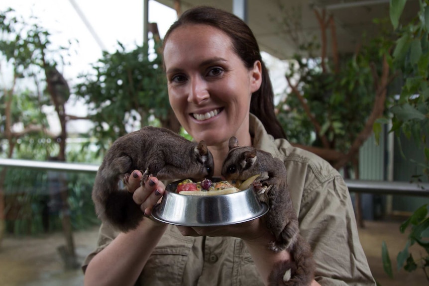 Sugar gliders with zoo keeper Emma Malik