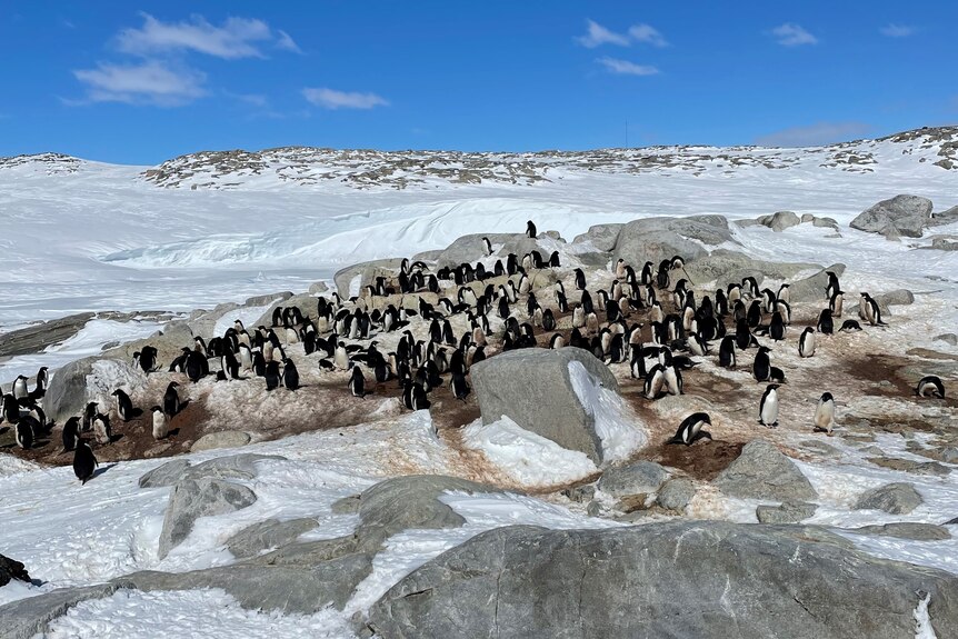 A colony of penguins