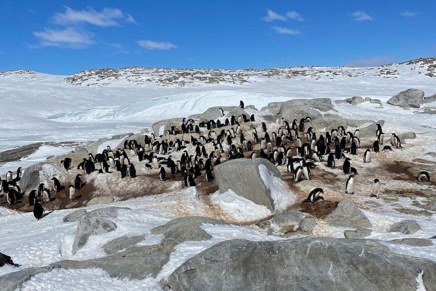 A colony of penguins