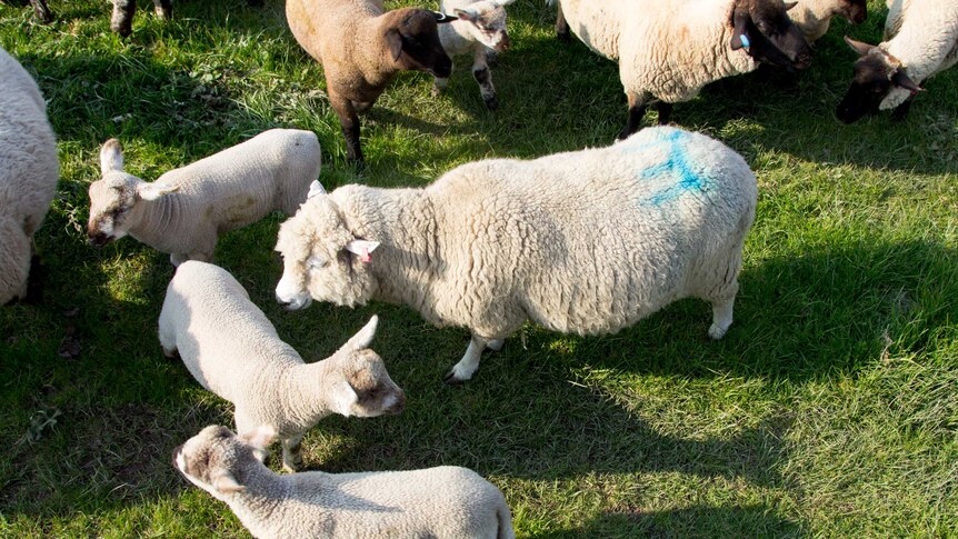 Several sheep and lambs, one marked with a blue 'E' sprayed onto its fleece.
