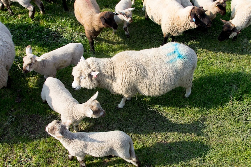 Several sheep and lambs, one marked with a blue 'E' sprayed onto its fleece.