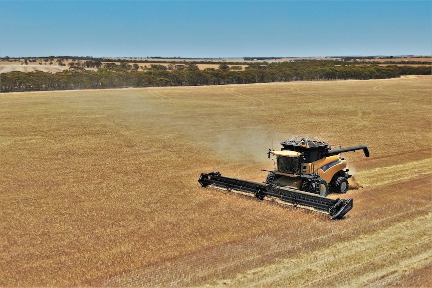 An aerial shot of a harvester in a golden paddock of barley.