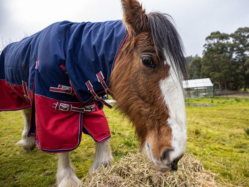 A Clydesdale horse with a bale of hay.