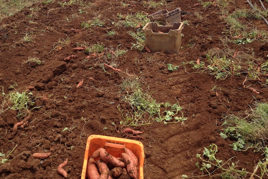 Sweet potato in a bucket, on the ground in a paddock of rich brown soil.