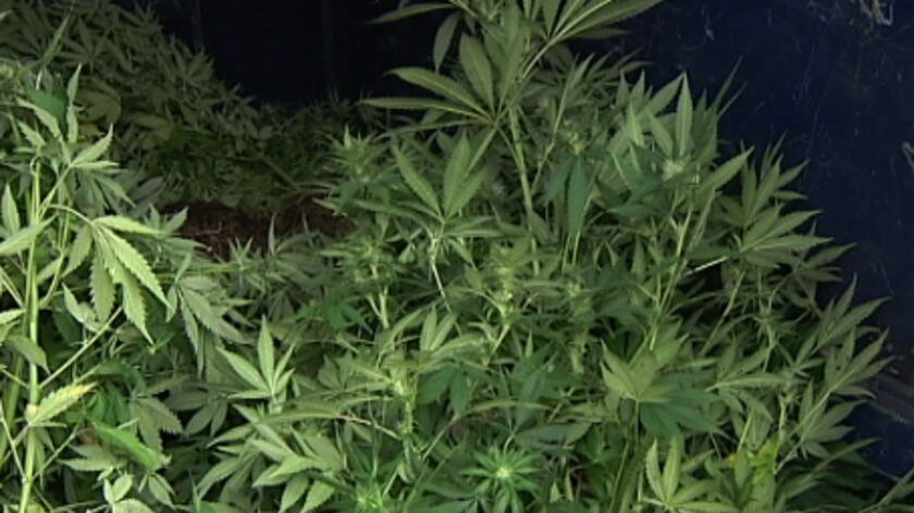 Measures are in place to stop hemp crops being used to camouflage marijuana plantations.