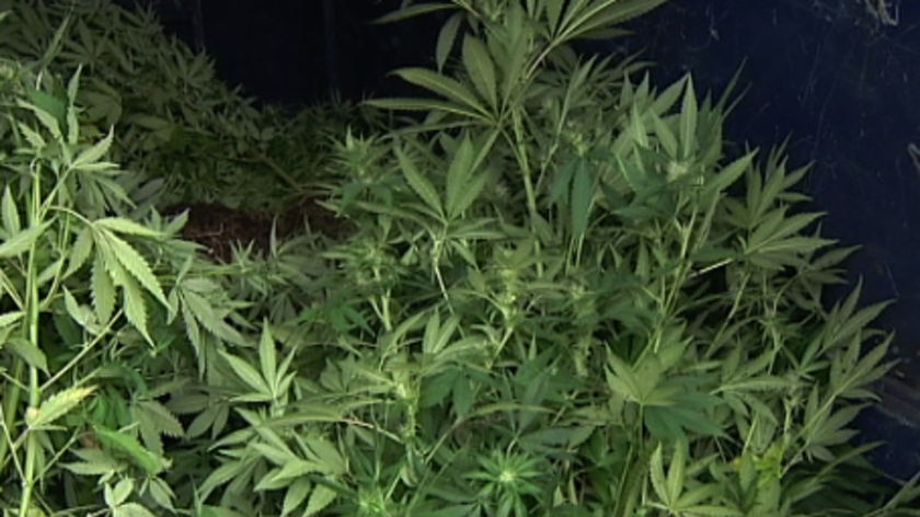 Cannabis bunker found in Barossa (file photo)