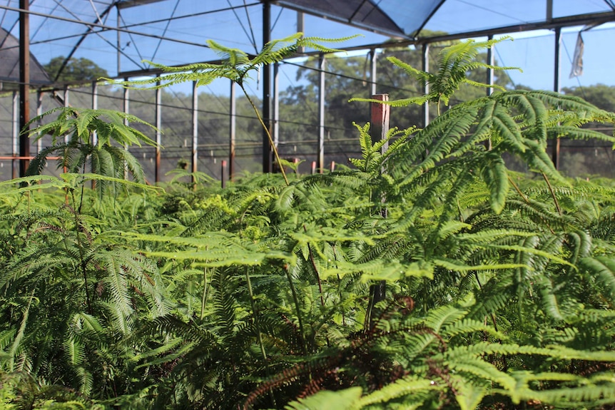 Umbrella ferns growing in a shade house on the Sunshine Coast