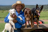 A man wearing a blue shirt and large hat holding a border collie while two kelpies stand on a four wheeler