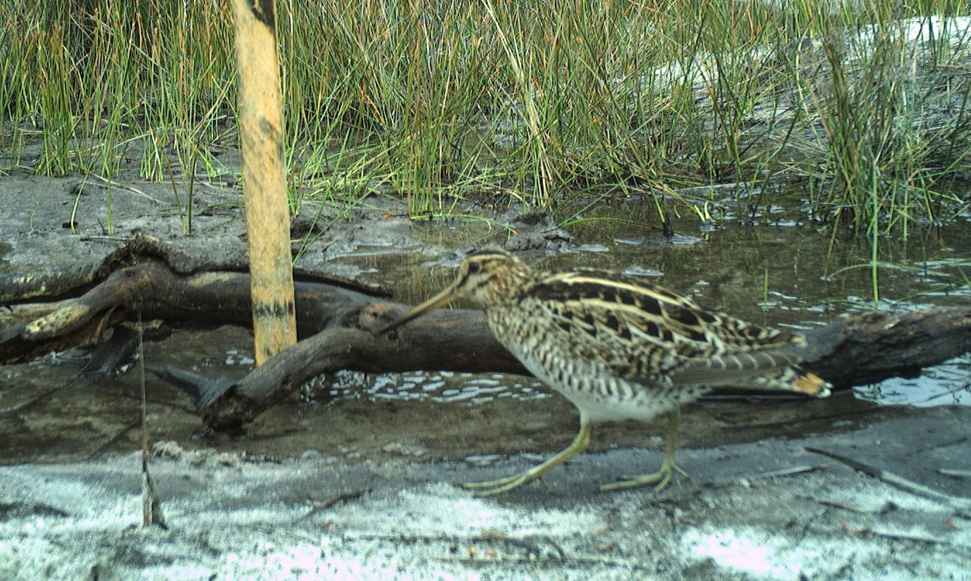 A bird walks past a trail camera.