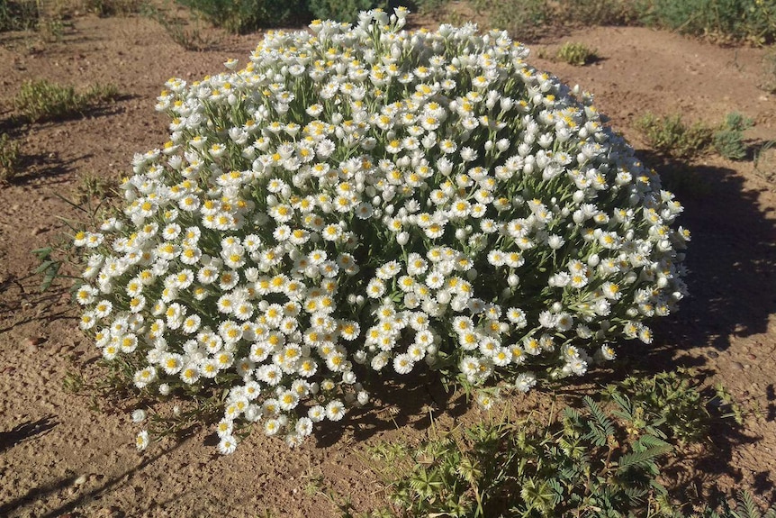 A small bush of white paper daisies against red dirt.