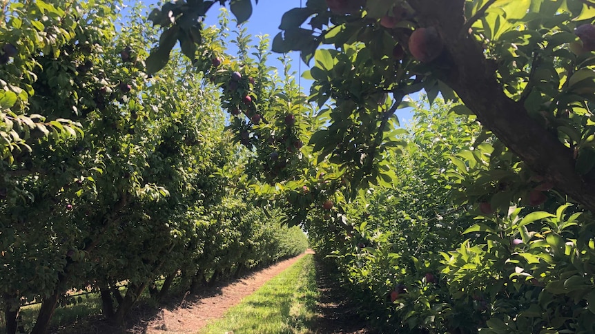 An orchard with a path between the trees.