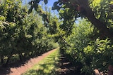 An orchard with a path between the trees.