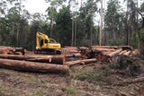 large logs in piles surrounding a yellow harvesting machine in a forest