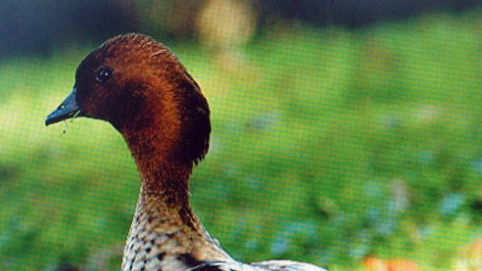 An Australian wood duck