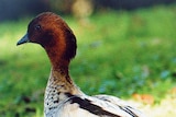 Wood ducks are among five species hunted in Tasmania